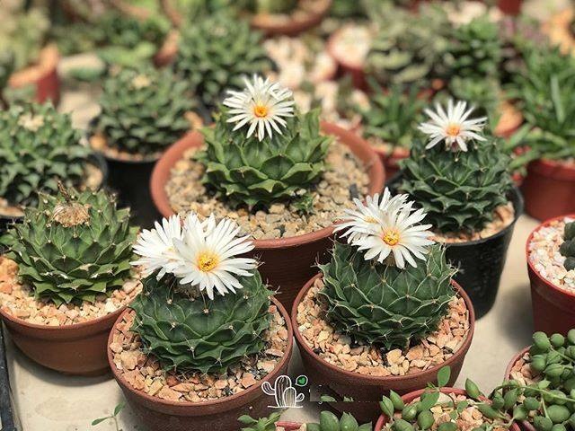Không nên đặt chậu Xương rồng ở đâu trong nhà kẻo rước họa cho gia đình