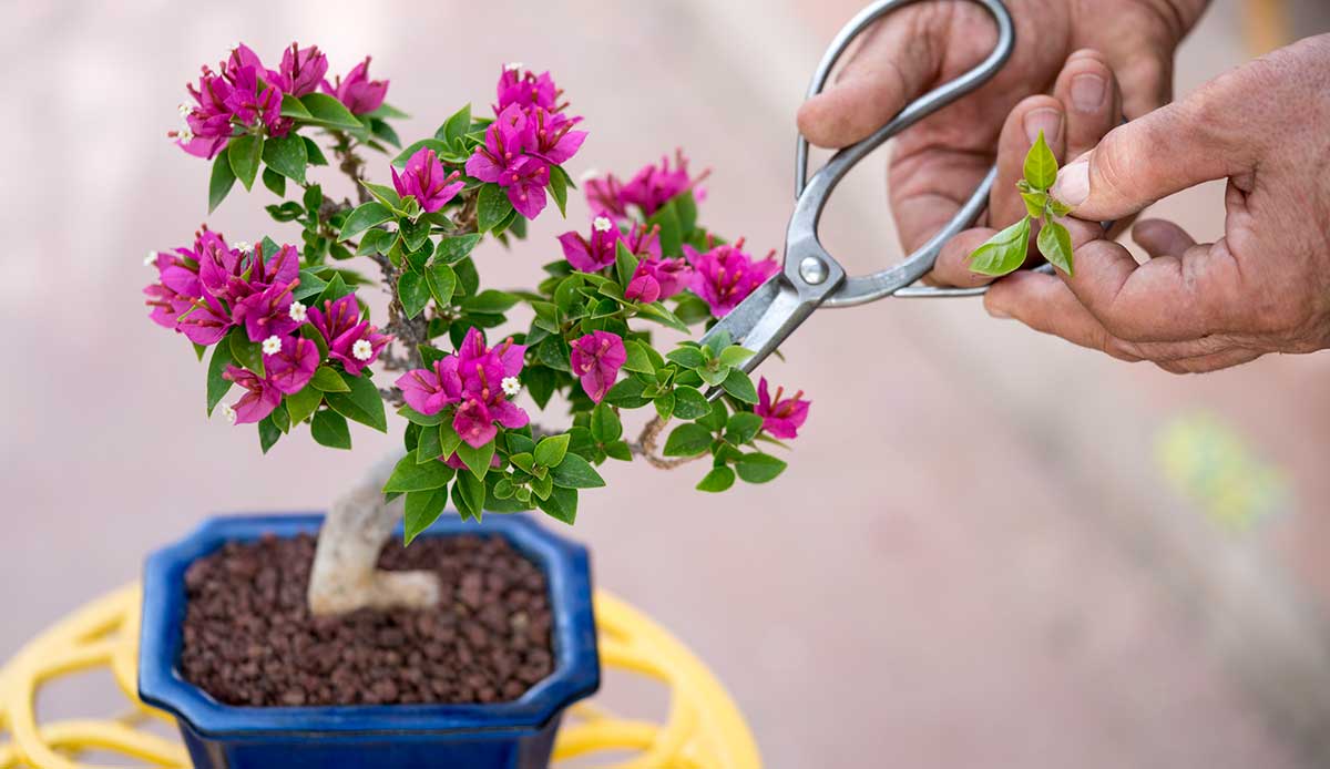 Mách bạn cách cắt tỉa cây hoa giấy phân nhánh tốt hơn