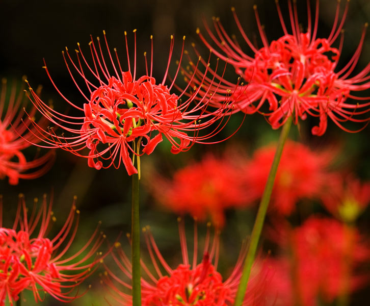 Hoa bỉ ngạn – Lycoris radiata
