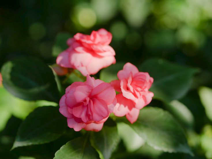 Hoa mai địa thảo (ngọc thảo) – Impatiens walleriana