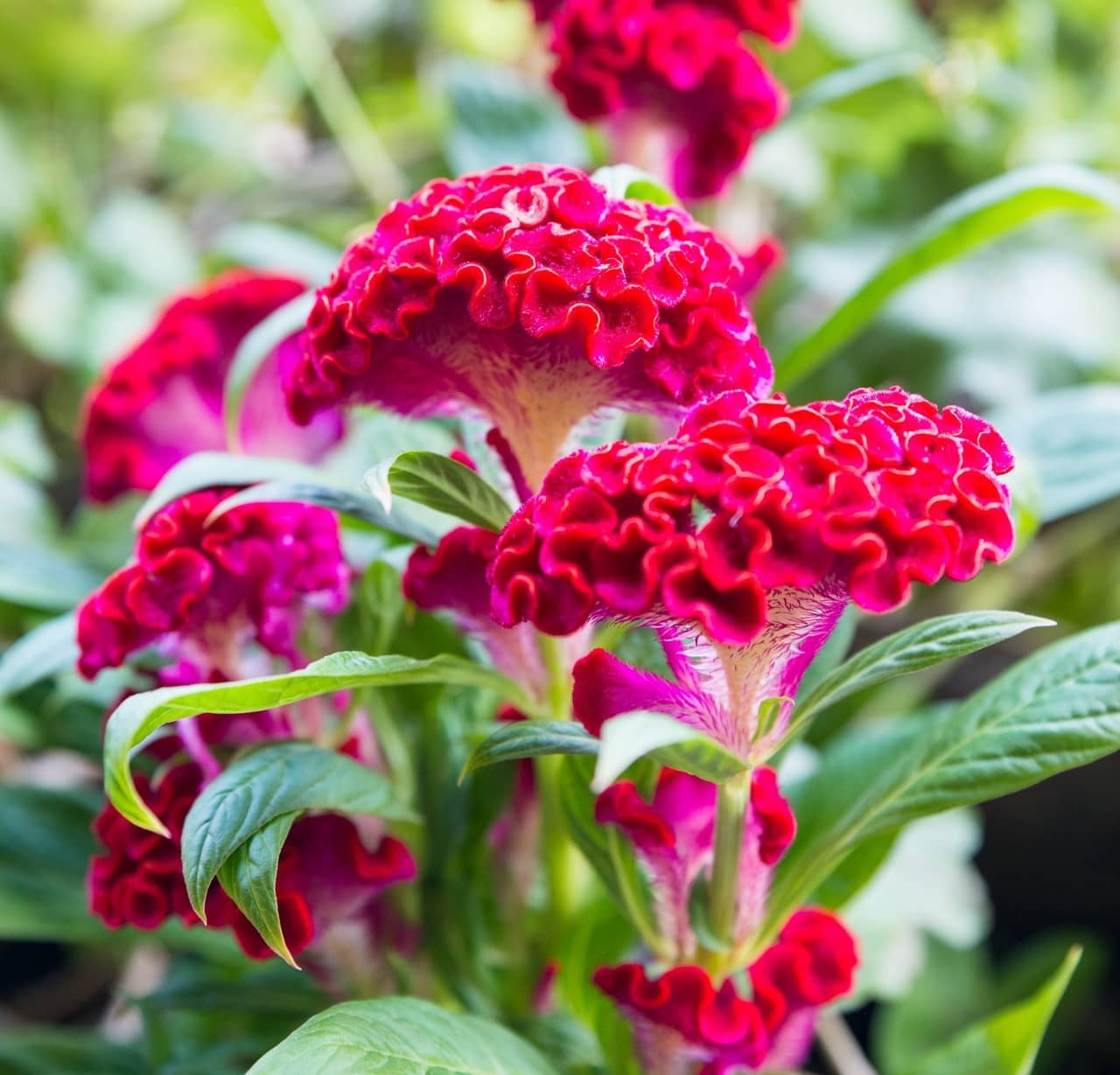 Hoa mào gà – Celosia cristata