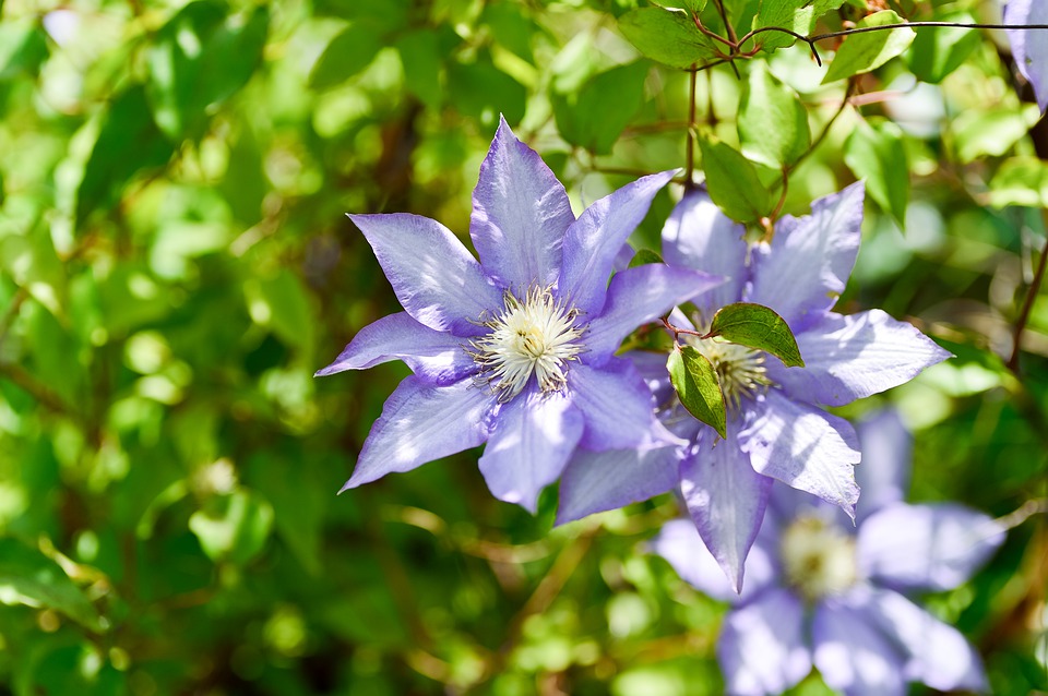 Hoa ông lão – Clematis uncinata