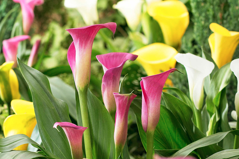 Hoa Rum ( Thủy vu ) – Calla lily