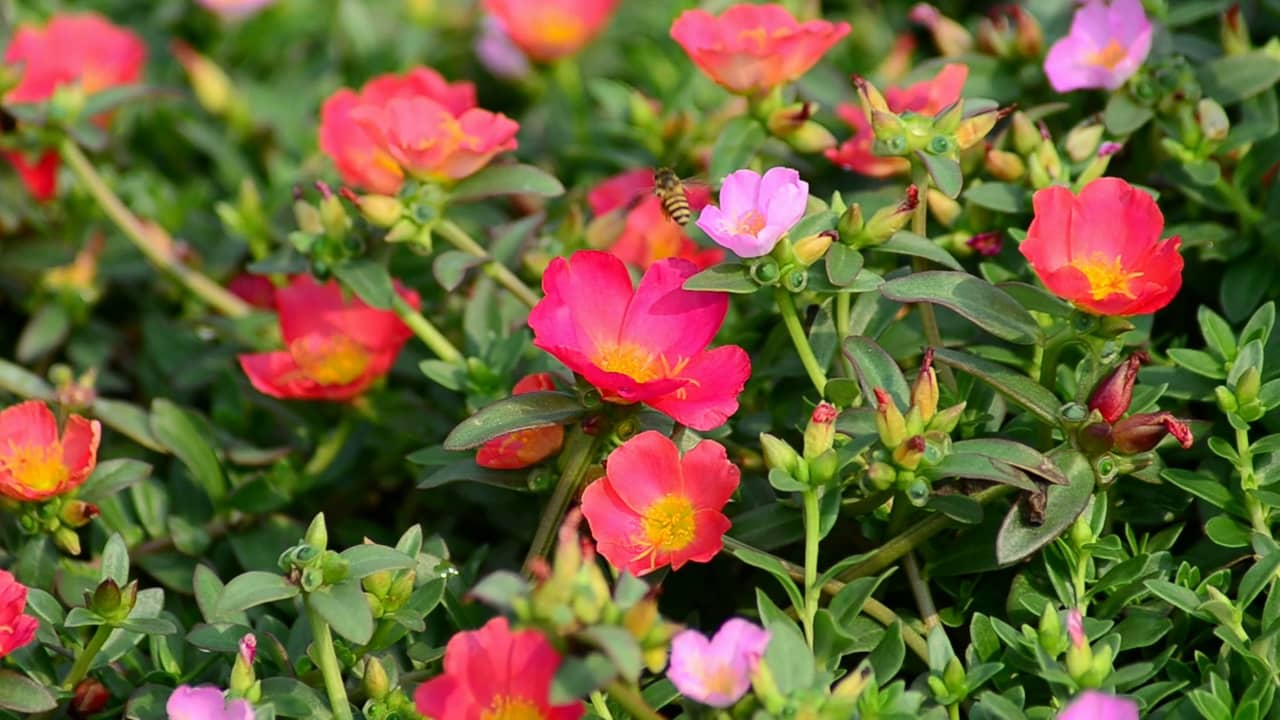 Hoa sam – Portulaca oleracea