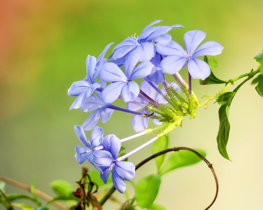 Hoa thanh xà – Plumbago auriculata