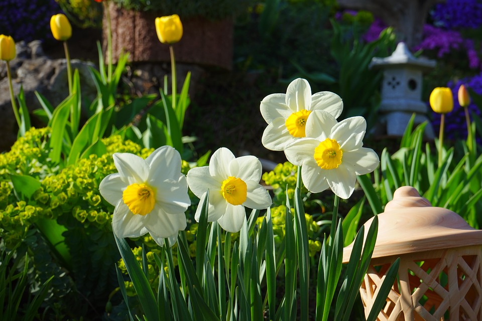 Hoa thủy tiên Narcissus