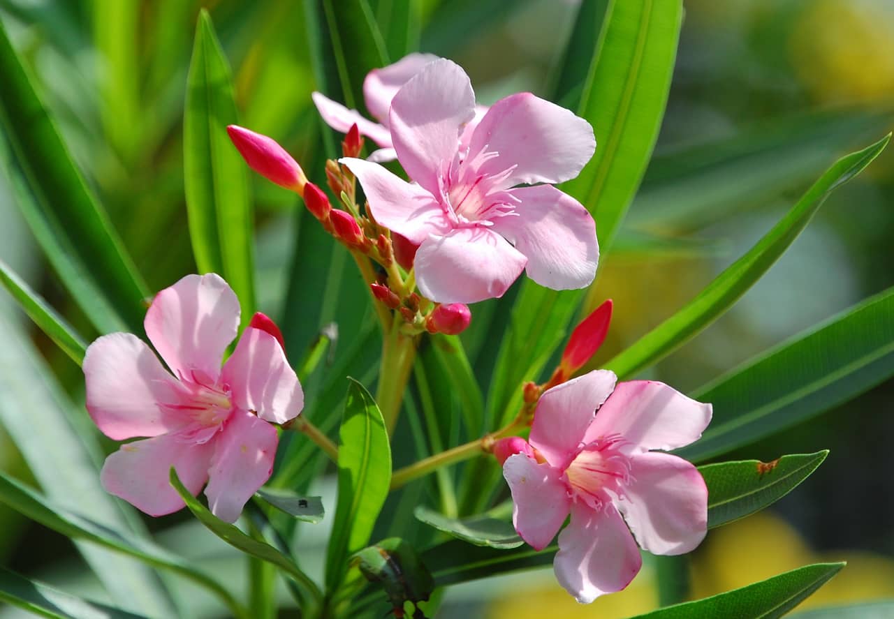 Hoa trúc đào – Nerium oleander