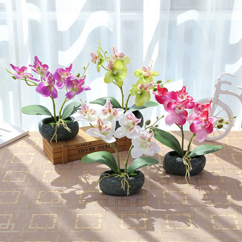 Chon màu sắc Hoa lan hợp Mệnh mang may mắn đến cuộc sống