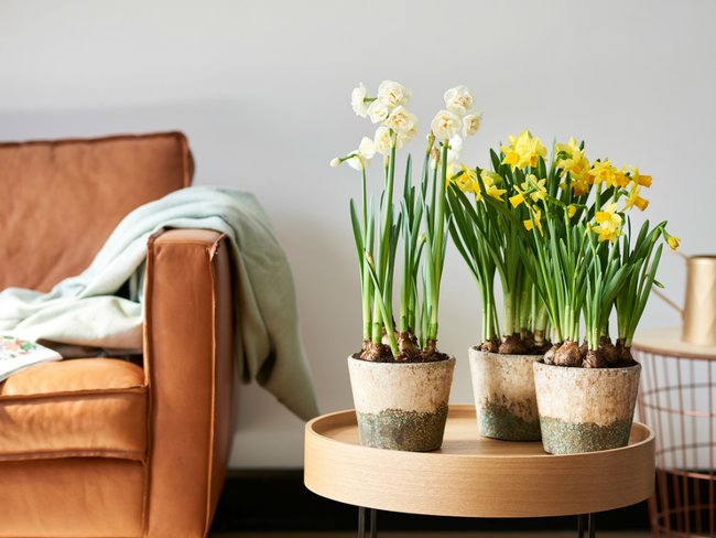 Cấm kỵ 3 loại hoa phá vỡ phong thủy kiêng bày trong nhà