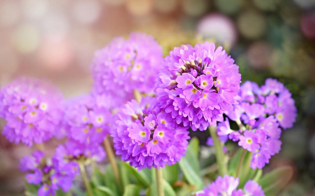 Hoa anh thảo dùi trống – Primula denticulata