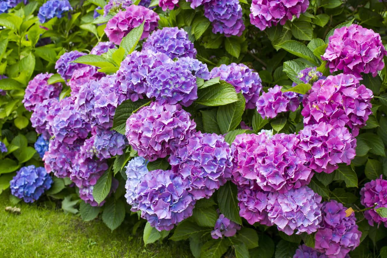Hoa cẩm tú cầu – Hydrangea macrophylla