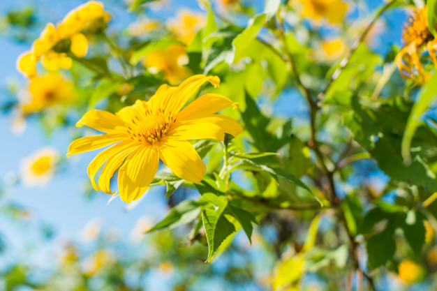 Hoa dã quỳ – Tithonia diversifolia