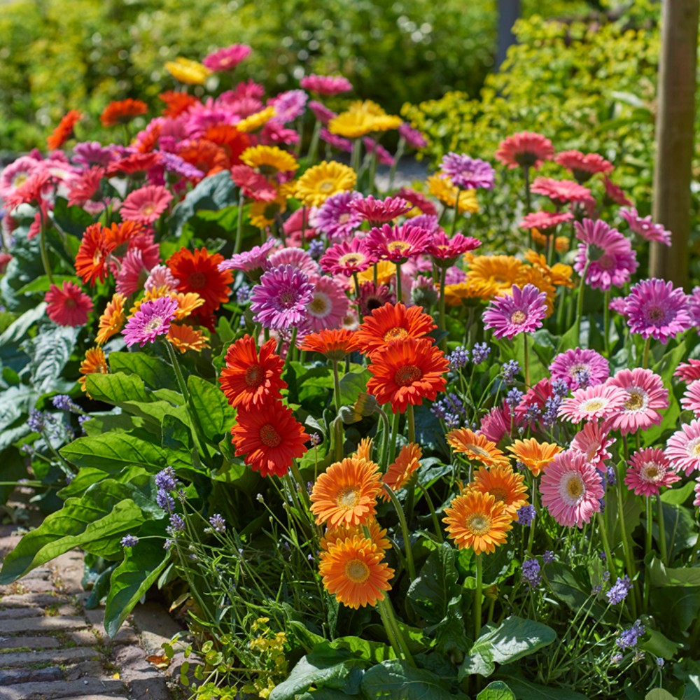 Hoa đồng tiền Gerbera Jamesonii