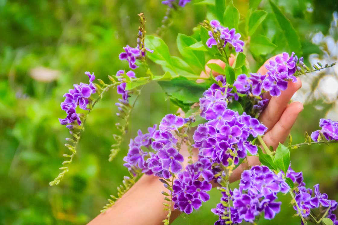Hoa chuỗi ngọc (thanh quan) – Duranta erecta