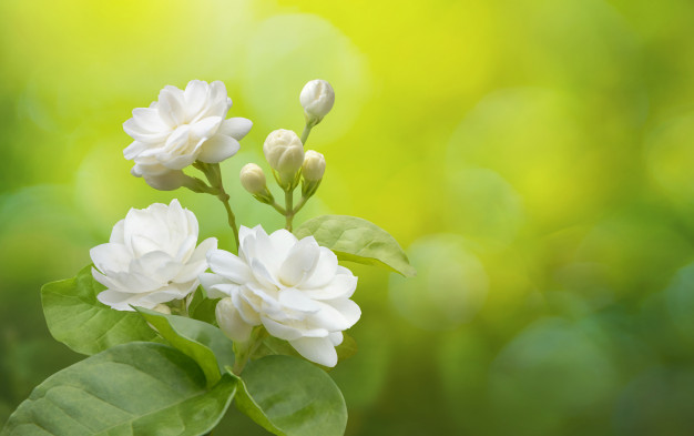Hoa nhài Jasminum sambac