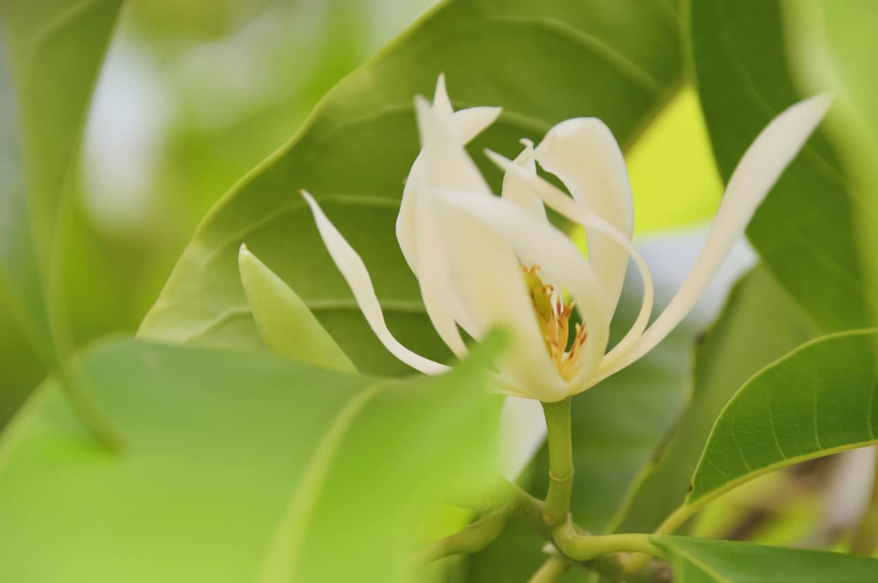 Sự tích hoa ngọc lan Thần sắc đẹp ban tặng hương thơm
