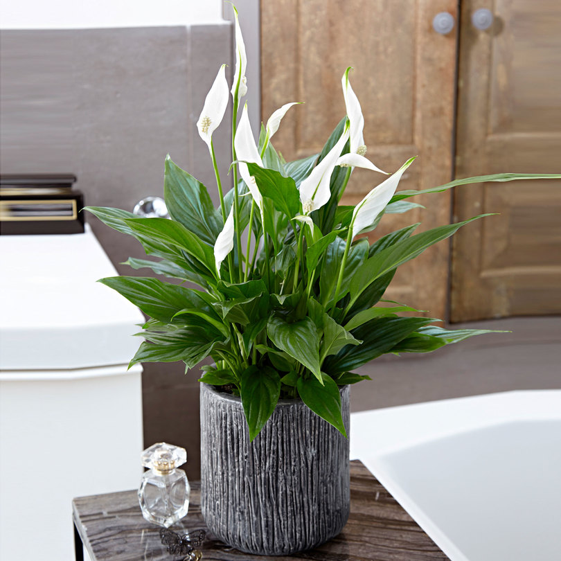 Một số lưu ý khi đặt chậu hoa trong phòng ngủ