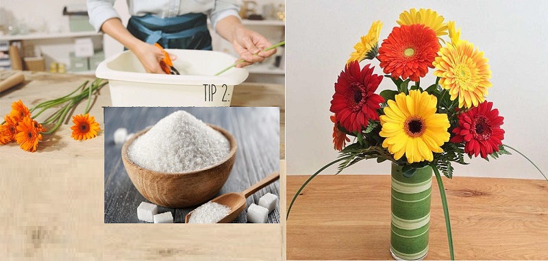 Bí quyết giữ Hoa đồng tiền tươi lâu nở đẹp cả tuần
