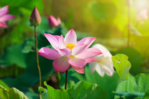 Phong thủy Hoa sen và lưu ý khi cắm hoa sen trên ban thờ