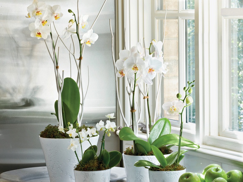 10 vị trí “đắc địa” để đặt chậu Lan Hồ Điệp hợp phong thủy nhà ở