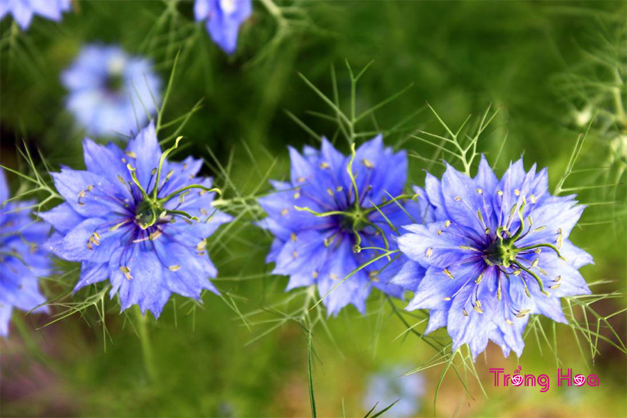 Hoa bảo thạch ba tư (Hoa kim cương) – Nigella Damascena