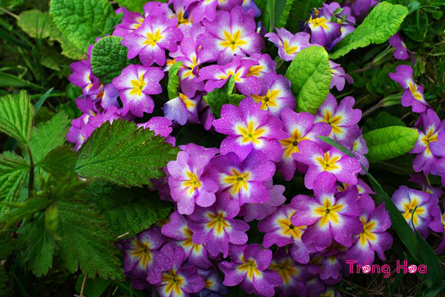 Hoa báo xuân Primula malacoides