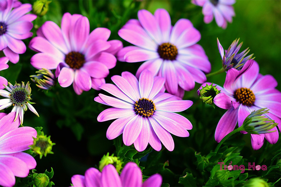 Hoa cúc Châu Phi – Osteospermum