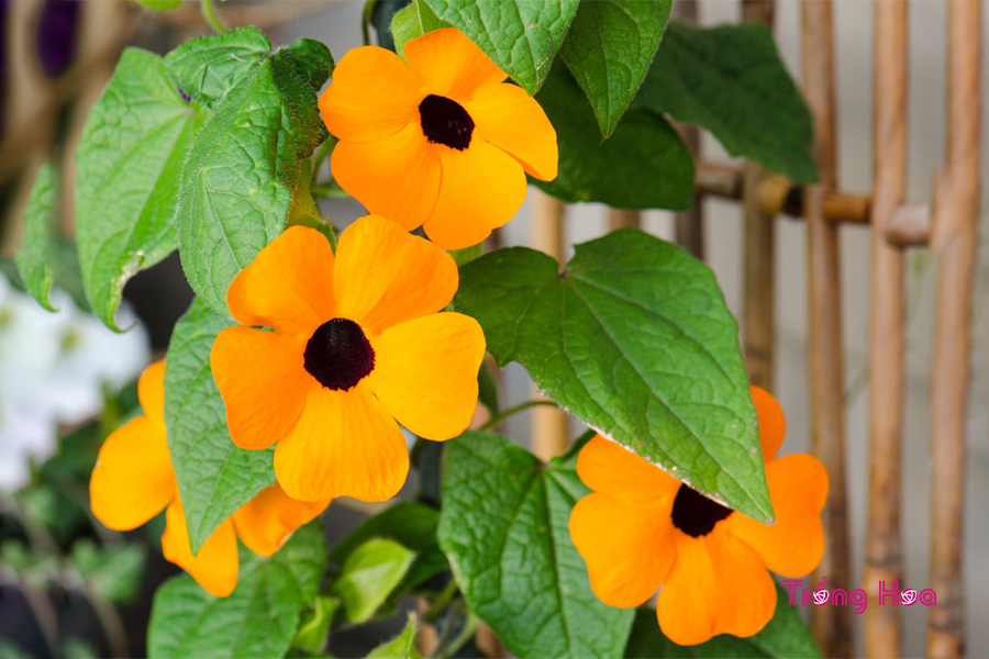 Hoa mắt huyền leo (Black Eye Susan Vine) – Thunbergia alata