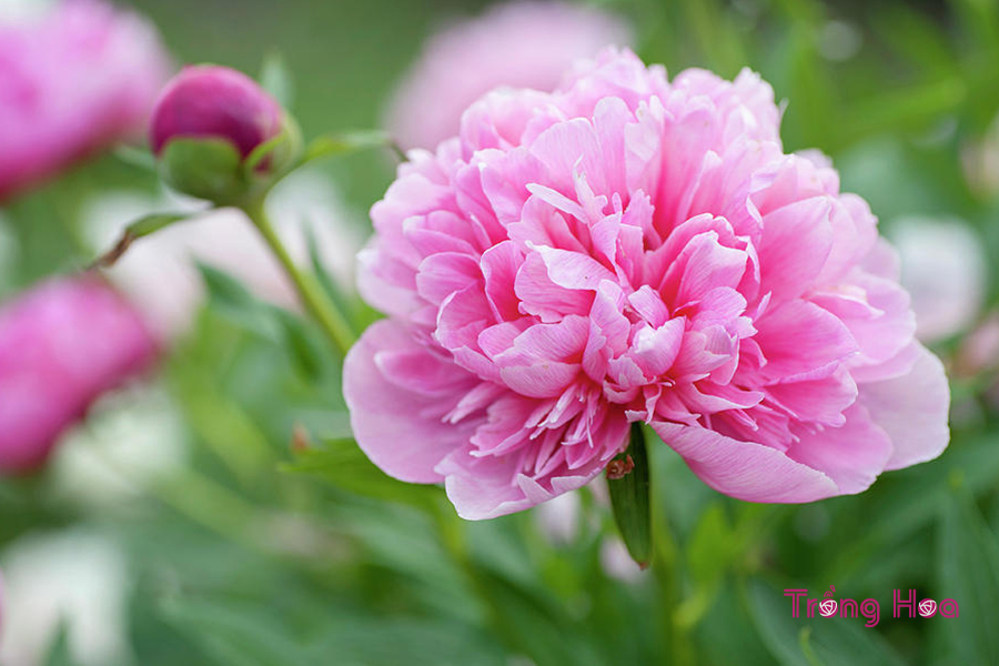 Hoa mẫu đơn Peony – Paeonia