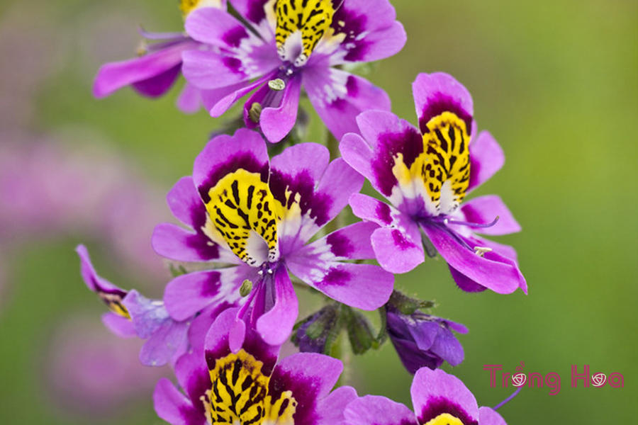 Hoa nga điệp (Hoa bướm Cali) – Schizanthus