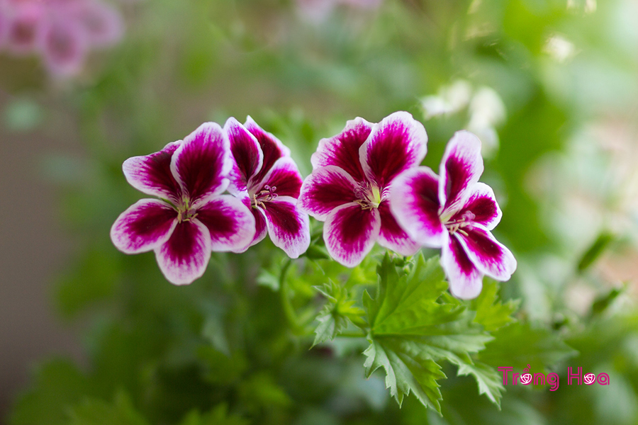 Hoa thiên trúc quỳ (Phong lữ Châu phi)- Pelargonium