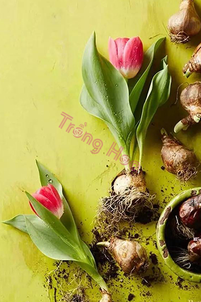 Tiết lộ bí quyết trồng hoa đảm bảo hoa nở đẹp đúng dịp Tết