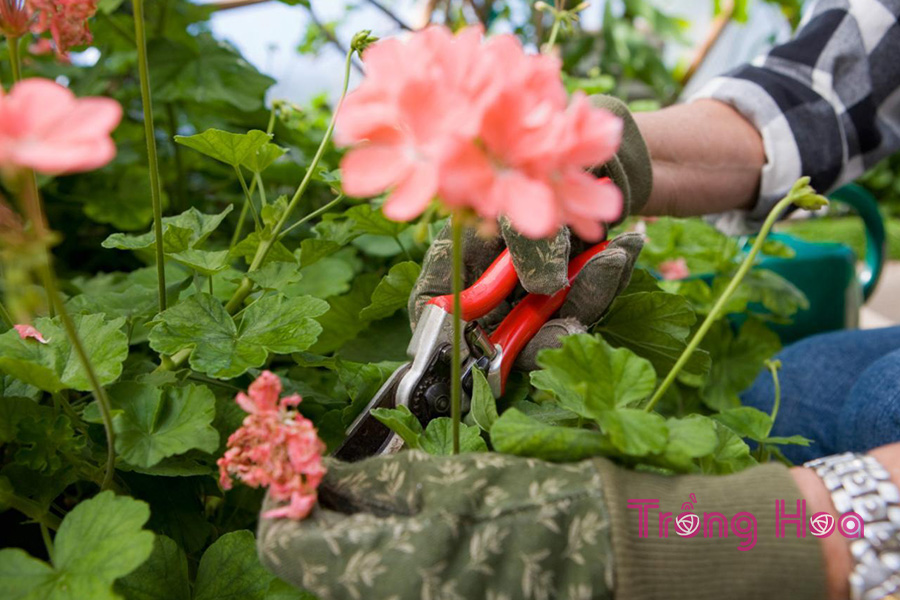 Bí kíp cắt tỉa hoa phong lữ thảo thúc đẩy sự phát triển nở hoa