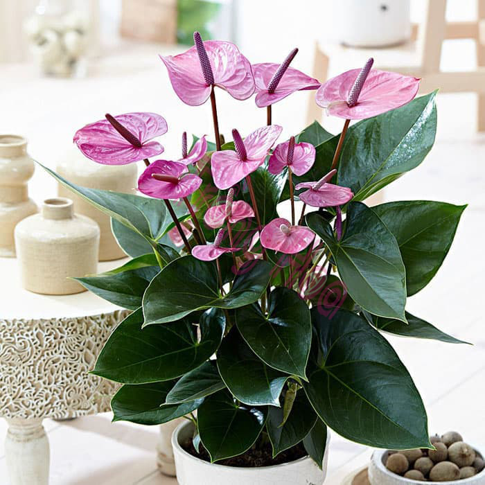 Top 5 chậu hoa ngày Tết đẹp rực rỡ mang lộc lá đầy nhà