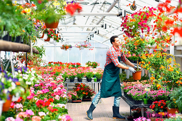 Tiết lộ 1 bí kíp đột phá để điều khiển hoa nở đúng Tết