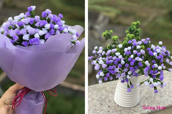 Tặng hoa Salem tím đẹp lãng mạn cho ngày kỉ niệm đôi lứa