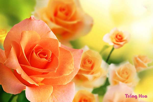 Loại hoa nào tượng trưng cho tình bạn vĩnh cửu, bền chặt?