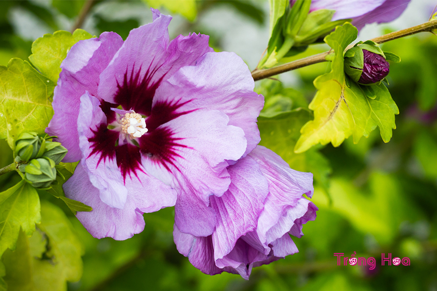 Hoa hồng Sharon (Bụp hồng cận) – Hibiscus syriacus