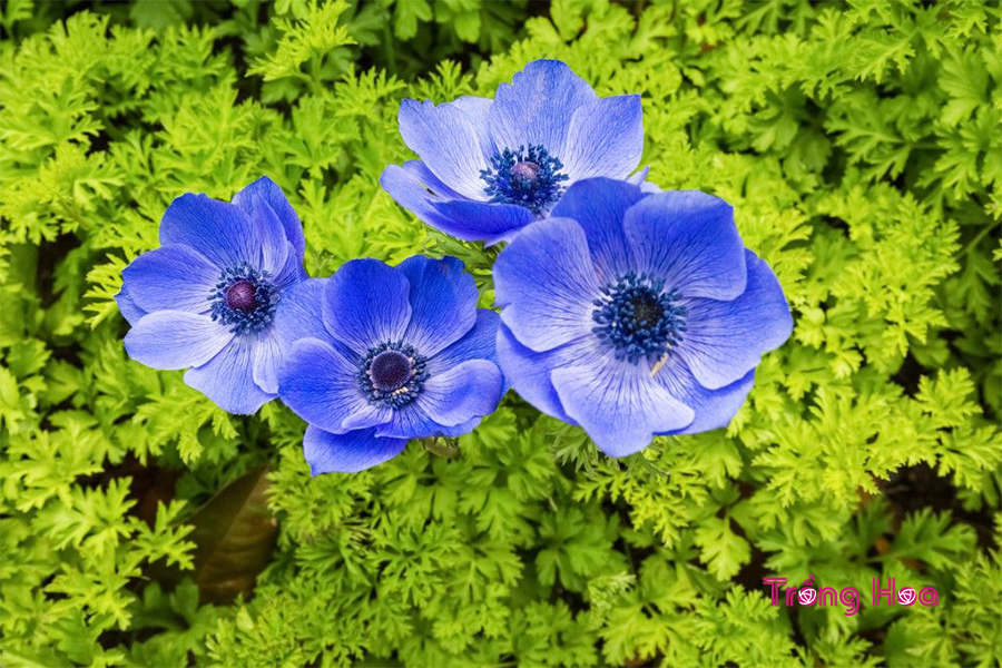 Hoa hải quỳ – Anemones Coronaria