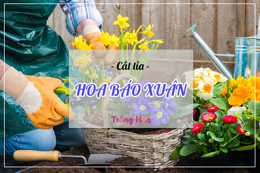 Hướng dẫn cách cắt tỉa hoa báo xuân đón Tết đến