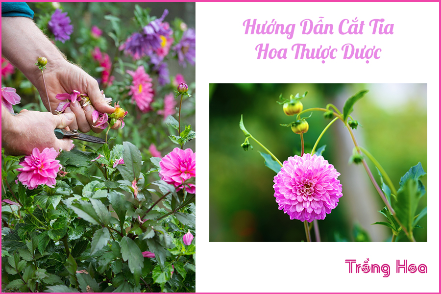 Cắt tỉa hoa thược dược: Làm thế nào để kích thích phát triển