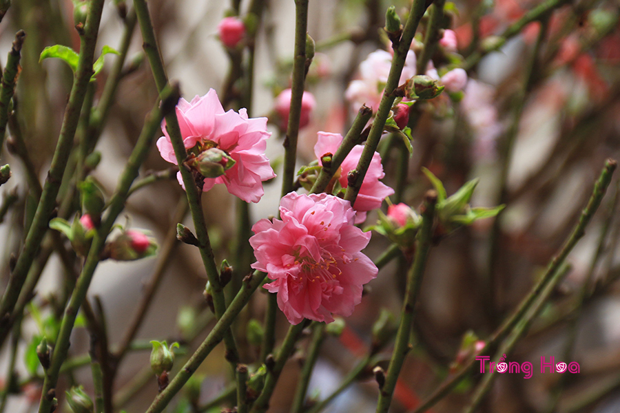 Hoa đào – Prunus persica