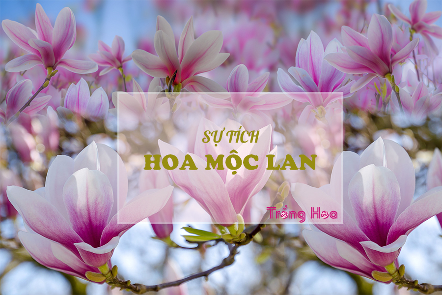 Sự tích hoa mộc lan về cô gái bán hoa và giọt máu thần kỳ