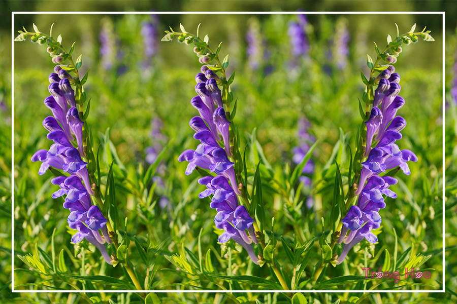 Hoa Hoàng cầm – Scutellaria baicalensis