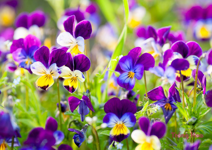 Truyện ngắn hoa pansy: Còn Đây Những Cánh Păng-Xê