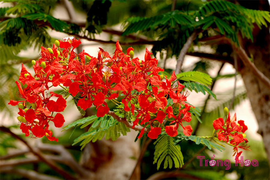 Hoa phượng vĩ – Delonix regia