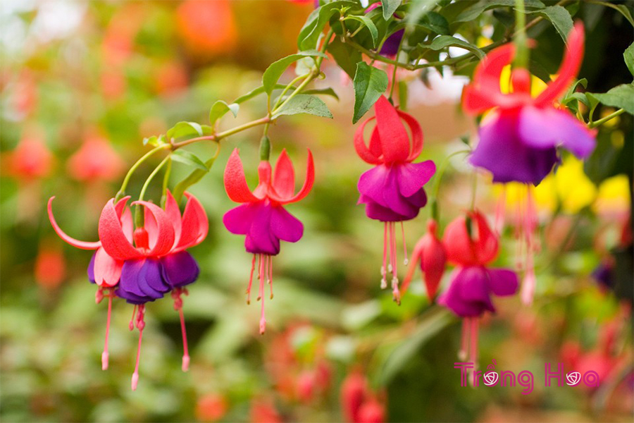 Hướng dẫn cách cắt tỉa cây hoa lồng đèn Fuchsia