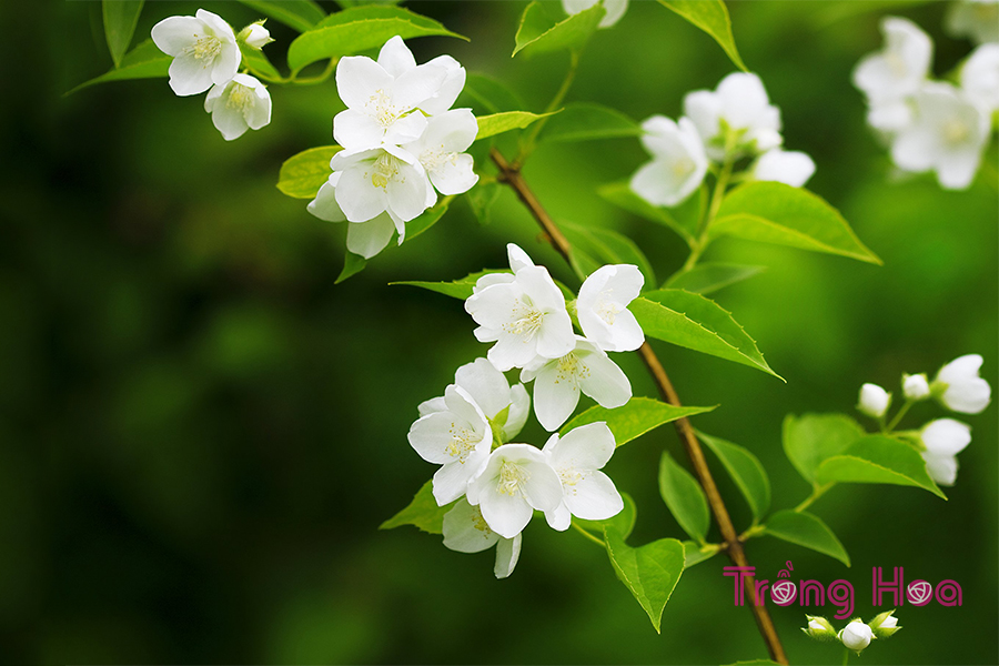 Sự tích về hoa nhài mang màu sắc tự nhiên