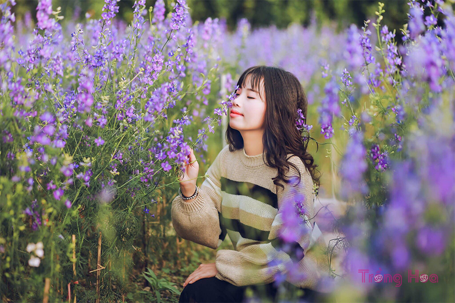 Thưởng thức những bài thơ hay về hoa violet