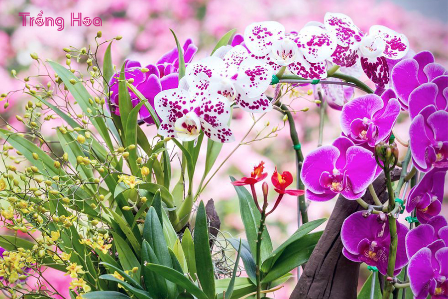 Sự tích về hoa phong lan đua nở trên các cành cây